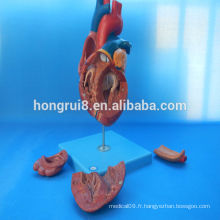 HOT SALE plastic Human anatomie anatomie modèle cardiaque